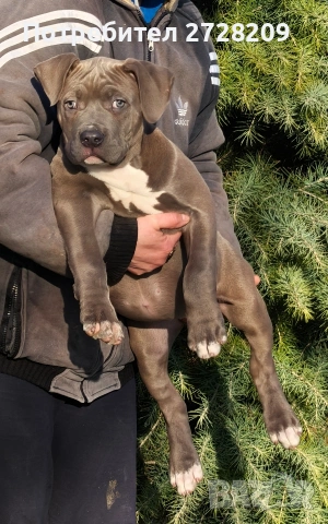 Американско Були Хл/American Bully XL , снимка 7 - Питбул - 53262294