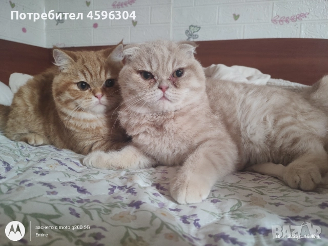 Британски котенца 