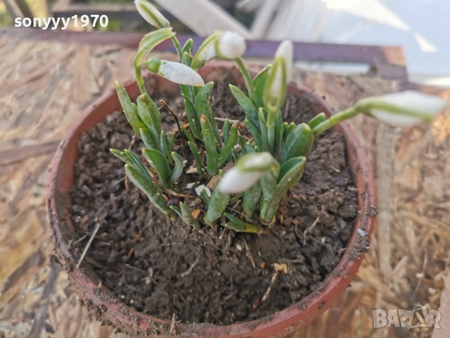 ЕКО КОКИЧЕ-ДОМАШНО 3001261607, снимка 10 - Градински цветя и растения - 53285139