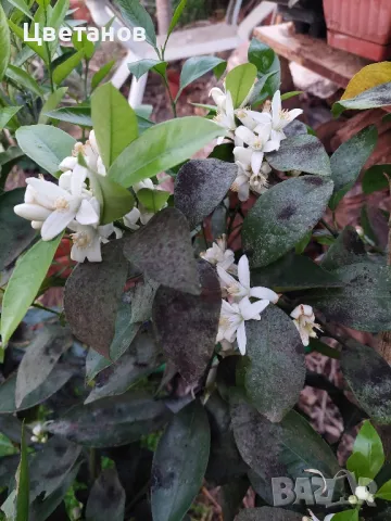 Портокалово дърво (Портокал), снимка 5 - Стайни растения - 49567212