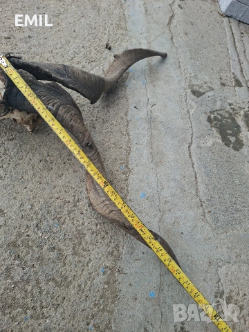 Рога Трофей череп от козел пръч, снимка 5 - Антикварни и старинни предмети - 53481989