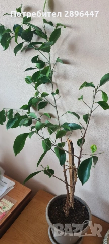 Бенджамин фикус