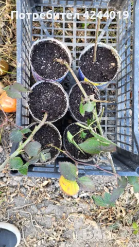 Корени къпини, снимка 2 - Разсади - 48285823