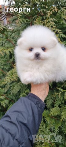 Померен , снимка 5 - Померан - 35755799