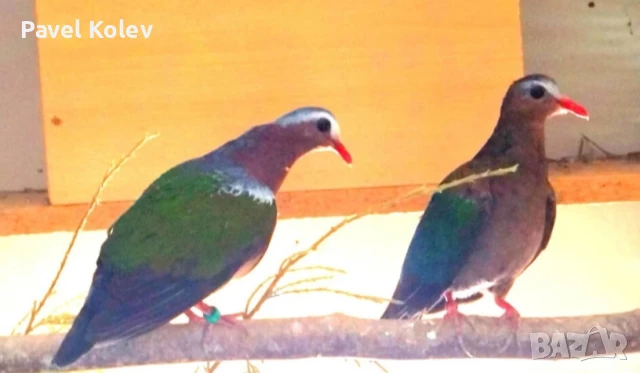 Различни видове птици на добри цени , снимка 2 - За птици - 51362622