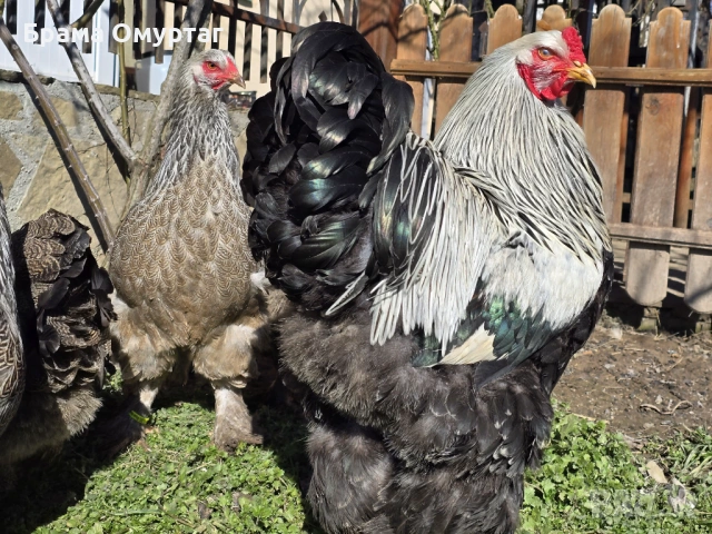 Продавам разплодни яйца от Сребърна Брама [Dark Brahma], снимка 7 - Кокошки и пуйки - 53811097
