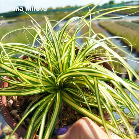 Карекс Евърголд, Carex oshimensis "Evergold", студоустойчива трева!!, снимка 5 - Градински цветя и растения - 42241429