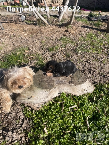 Йоркширски териери , снимка 4 - Йоркширски териер - 52965184