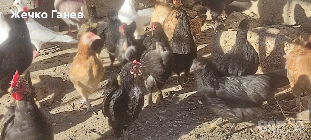 Декоративни кокошки, снимка 5 - други­ - 52264934