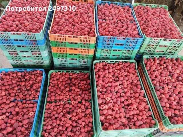 продавам разсад малини , снимка 4 - Разсади - 53508347