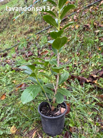 Лавровишна – Вечнозелен Храст за Жив Плет | В Контейнери, снимка 6 - Градински цветя и растения - 42641155