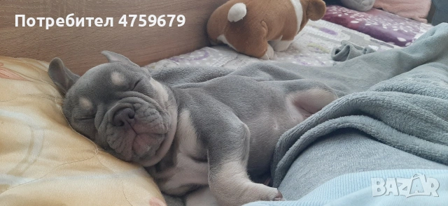 Френски булдог, снимка 8 - Френски булдог - 53830672