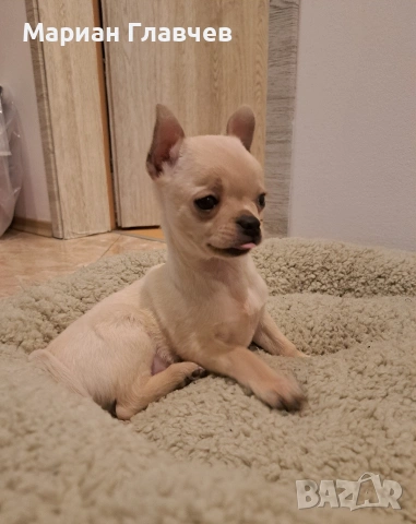 Изгодно - Мъжки мини късокосмест Чичуахуа на 3 месеца с 2 ваксини, снимка 2 - Чихуахуа - 53208311