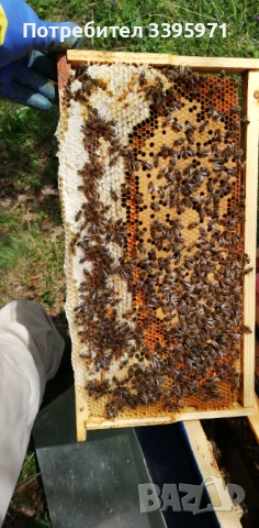 Пчелни отводки 2026, снимка 6 - За пчели - 53849793