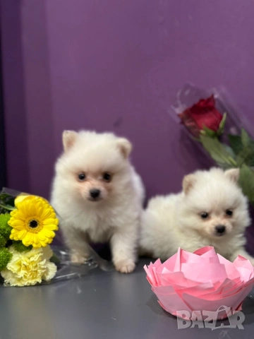 Померан , снимка 8 - Померан - 53682716