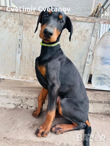 Доберманчета с родословни родители, снимка 2 - Доберман - 53657861