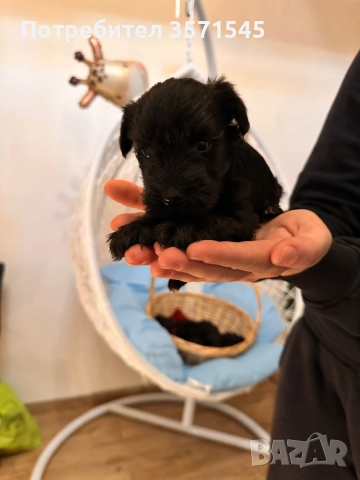 Мини Шнауцер/Цвергшнауцер, снимка 4 - Други - 52339679