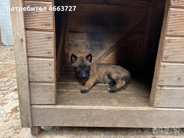 Продавам Белгийски овчарки, снимка 6 - Белгийска овчарка - 52579124