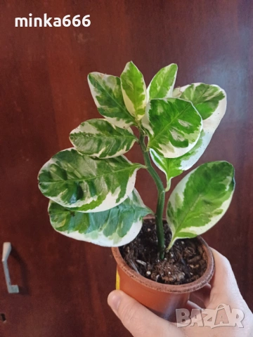 Еуфобрия педилантус.