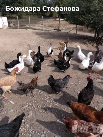 Селски Юрдечки тъкмо пронесли, снимка 1