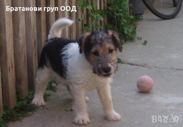 Фокс териер, снимка 3 - Други - 31490996