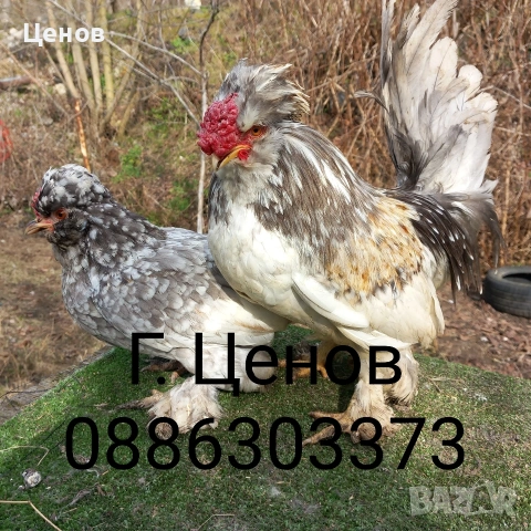 Чифтове струмски бантам, снимка 14 - други­ - 49315454