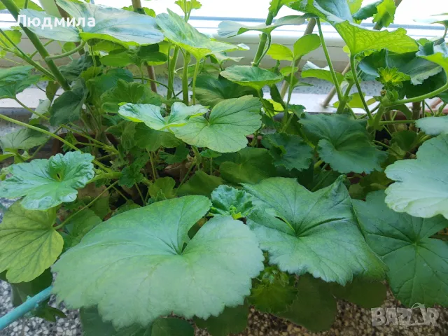 Мушкато,дърво на живота,Шефлера  и др.растения готови за декорация и подарък, снимка 10 - Декорация за дома - 48567968