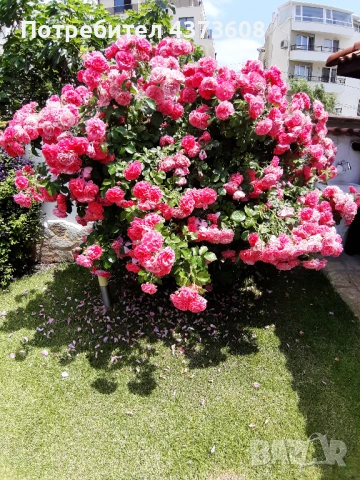 Собственик Продава Къща в Старата Регулация на Сарафово, снимка 12 - Къщи - 53672532