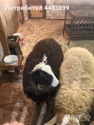 8 Броя млади овце, снимка 7 - Овце - 53576523