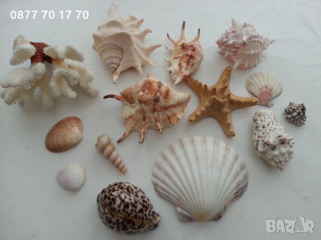 Морска красота за декорация