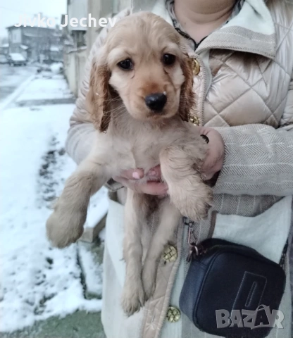 Кокер Шпаньол , снимка 4 - Кокер шпаньол - 53126559