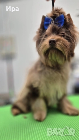 Момче, шоко мерле , снимка 2 - Йоркширски териер - 52629671