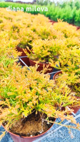 Западна туя Рейнголд (Thuja occidentalis Rheingold), студоустойчива, снимка 12 - Градински цветя и растения - 37392581