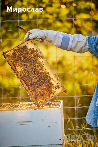 Продавам БИО Пчелни Продукти, МЕД, ПЧЕЛЕН ВОСЪК, ПРОПОЛИС, снимка 10 - Други животни - 27906579