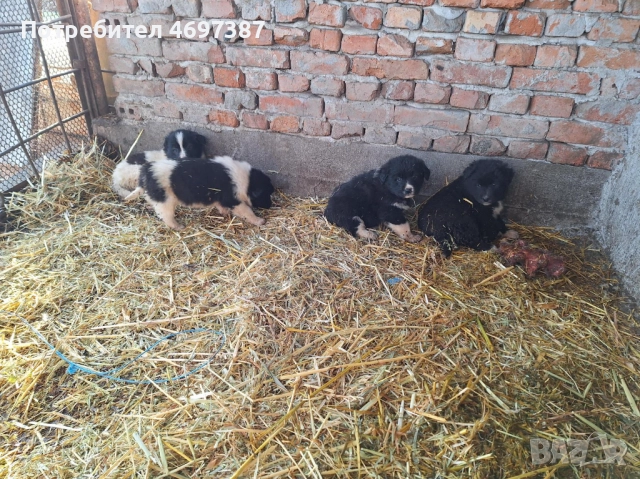 Продавам малки каракачанки