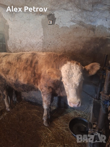 Свободна юница и мъжко теле, снимка 3 - Крави - 53392403