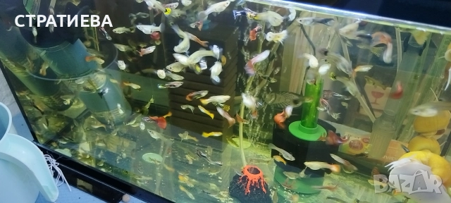 Гупи отглеждани в домашни условия., снимка 14 - Рибки - 50004944