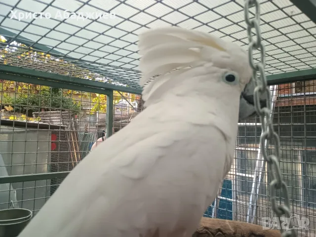 какаду алба мъжки, снимка 5 - Папагали - 56154241