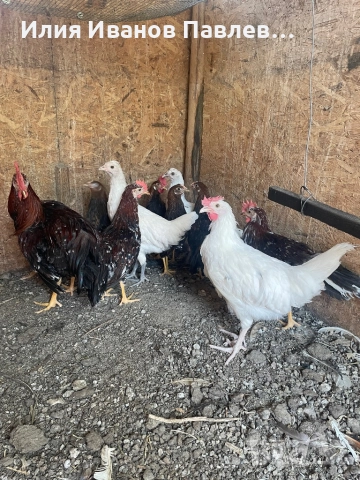 Яйца жълт легхорн и др, снимка 5 - други­ - 51701659