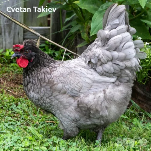 Яйца от Олив Егер , снимка 5 - Кокошки и пуйки - 49225743