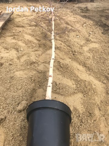 Бреза 0878112507, снимка 6 - Градински цветя и растения - 37004073