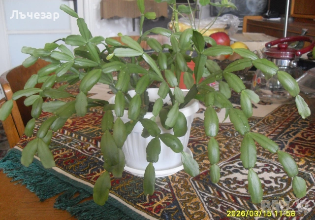 Продавам цвете "КОЛЕДАРЧЕ"