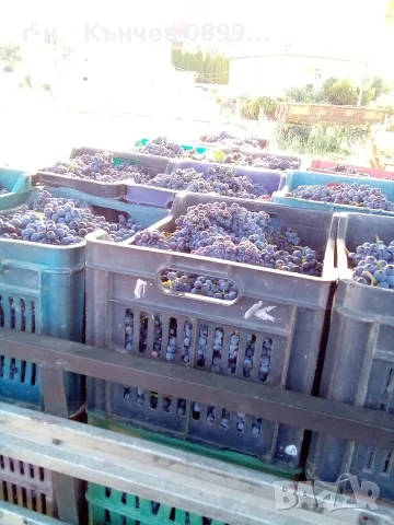 продавам грозде мерло и Каберне , снимка 9 - Домашни продукти - 56088041