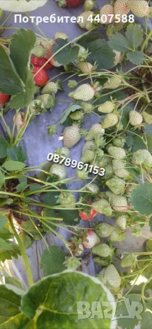 Разсад Ягоди Целогодишни Сортове, снимка 6 - Разсади - 56368977