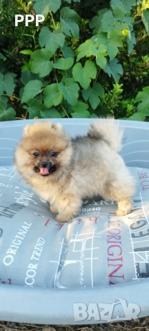 Померан момченце, снимка 2 - Померан - 51658346