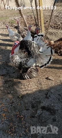 Черен петък - Пуйки и Пуяци