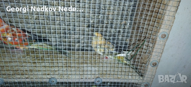 Чифт пойни, снимка 3 - Папагали - 52685463