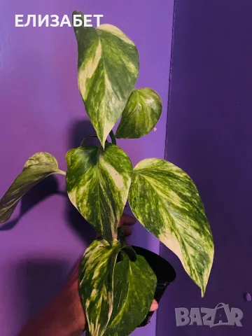 Epipremnum pinatum aurea