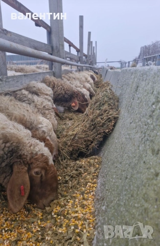 Овце млечно направление