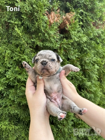 френски булдог/french Buldog, снимка 3 - Френски булдог - 55725415